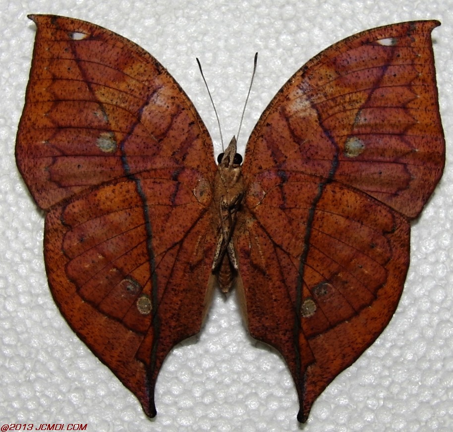 Kallima paralekta female underside
